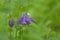 Purple common colombine flower on a green bokeh background