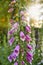 Purple common foxgloves growing in green home garden with lens flare or bokeh background. Closeup of digitalis purpurea