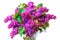 purple common lilac (syringa) in vase isolated on white background