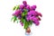 purple common lilac (syringa) in vase isolated on white background