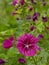 Purple common mallow flowers with dew drips in the garden - Malva sylvestris