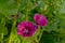 Purple common mallow flowers in the garden - Malva sylvestris