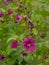 Purple common mallow flowers with rain drips in the garden - Malva sylvestris