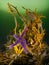 A purple common starfish underwater clings to wrackweed in Loch Sween,Scotland.