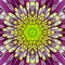 Purple Concentric Flower Center. Mandala Kaleidoscopic design