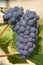 Purple concord grapes