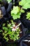 Purple cone flower, Bitter melon and snake gourd plant in garden