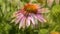 Purple cone flower, medicinal plant with flower