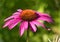 Purple Coneflower