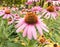 Purple Coneflower blooming among black eyed susans