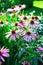 Purple coneflower blooming flowers in a garden