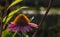 Purple coneflower close-up