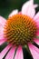 Purple Coneflower Closeup