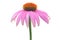 Purple coneflower-echinacea