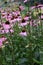 Purple Coneflower, Echinacea purpurea