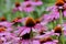 Purple coneflower, Echinacea purpurea, blossom, Bavaria, Germany, Europe