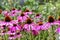 Purple coneflower, Echinacea purpurea, blossom, Bavaria, Germany, Europe