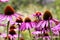 Purple coneflower, Echinacea purpurea, blossom, Bavaria, Germany, Europe