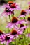 Purple coneflower, Echinacea purpurea, blossom, Bavaria, Germany, Europe