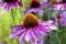 Purple coneflower, Echinacea purpurea, blossom, Bavaria, Germany, Europe