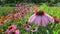 Purple coneflower Echinacea purpurea and bumble bee in garden