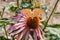 Purple coneflower Echinacea purpurea with  High Brown Fritillary Fabriciana adippe