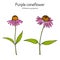 Purple coneflower echinacea purpurea , medicinal plant