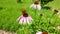 Purple coneflower, echinacea purpurea. Pink cone flowers close up.