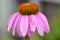 Purple coneflower flower