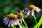 Purple coneflower flowers