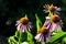 Purple coneflower flowers Echinacea purpurea