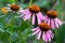 Purple coneflower flowers Echinacea purpurea