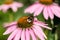 Purple coneflower in garden