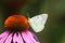 Purple Coneflower w/Butterfly 2021 II