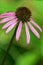 Purple Coneflower â€“ Echinacea purpurea