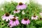 Purple Coneflowers