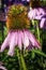 Purple coneflowers