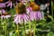 Purple coneflowers