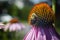 Purple coneflowers with bee