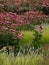 Purple coneflowers in decorative grasses