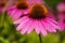 Purple Coneflowers Echinacea Blooming in a Garden #2