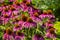 Purple Coneflowers Echinacea Blooming in a Garden