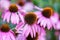 Purple Coneflowers (Echinacea) , close-up, selective focus