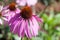 Purple Coneflowers (Echinacea) , close-up, selective focus