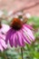 Purple Coneflowers (Echinacea) , close-up, selective focus