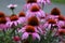 Purple Coneflowers Echinacea growing in a field