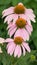 Purple Coneflowers lined up