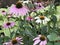 Purple coneflowers tall flowers in New York city