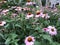 Purple coneflowers tall flowers in New York city