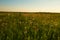 Purple Coneflowers on Wah`Kon-Tah Prairie